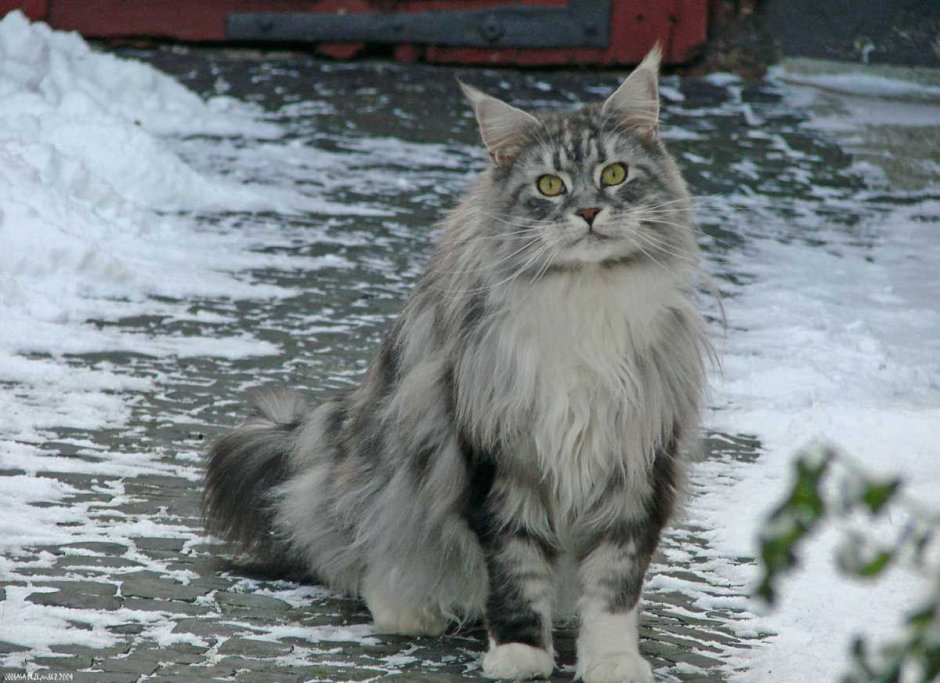 Норвежская Лесная кошка и Мейн кун