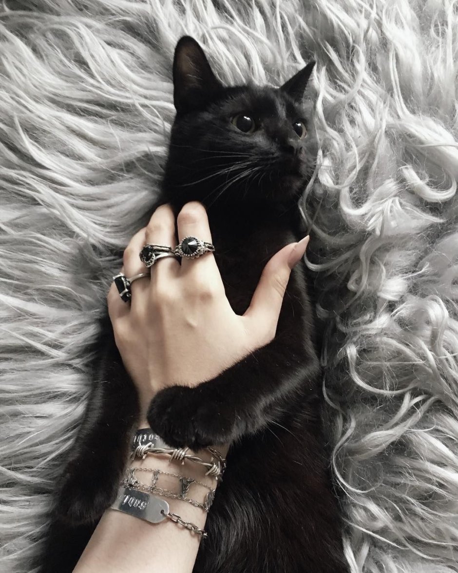 Эстетика котов арты