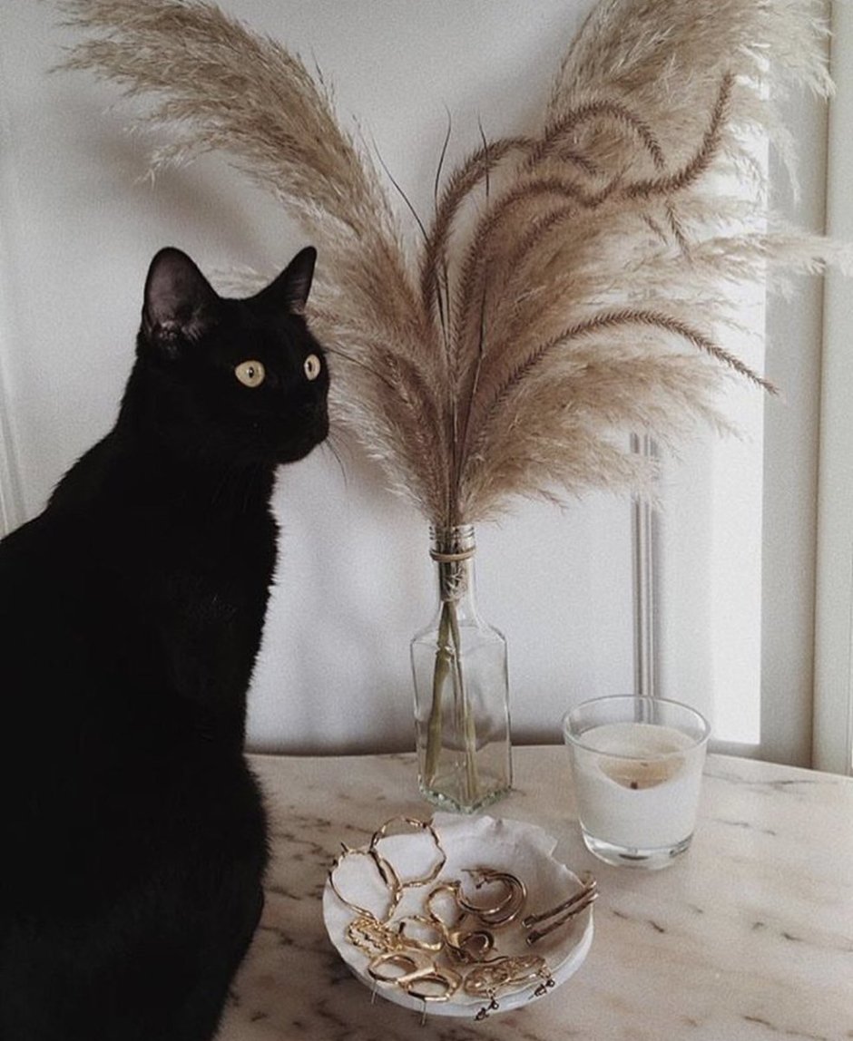Чёрные коты Эстетика