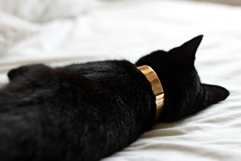 Коты Эстетика