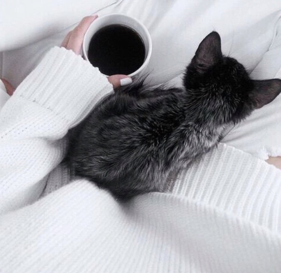 Чёрная кошка Эстетика
