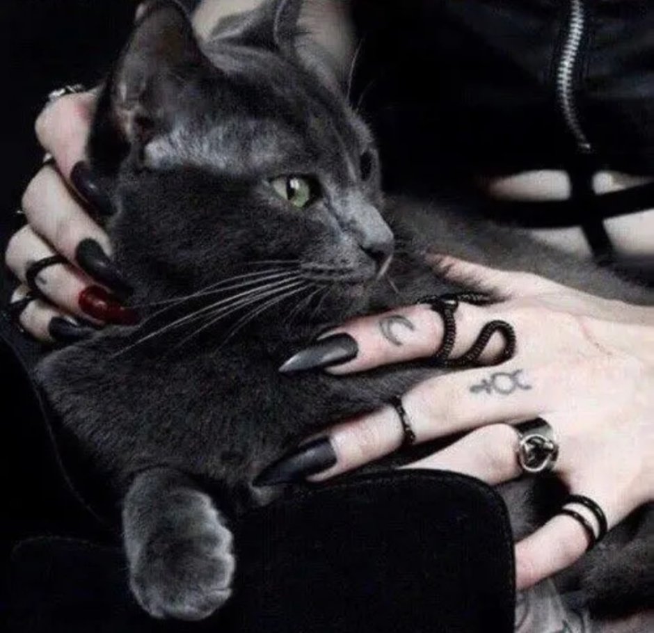 Кот в венке