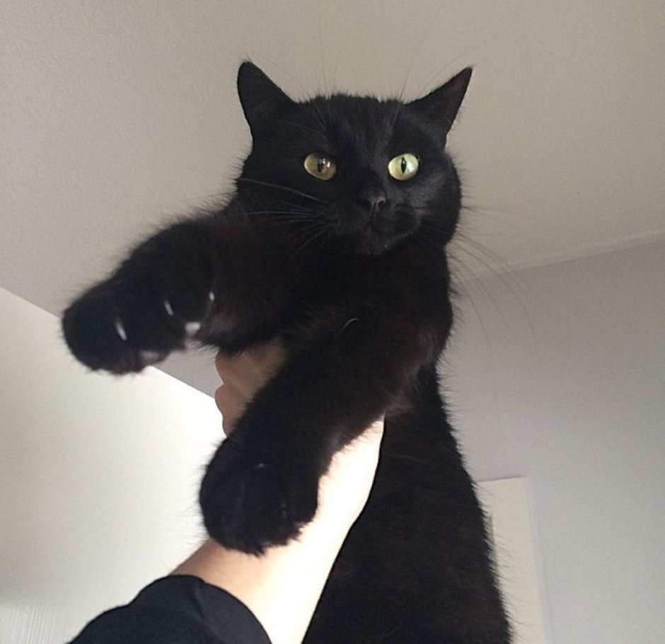 Черный котенок Эстетика