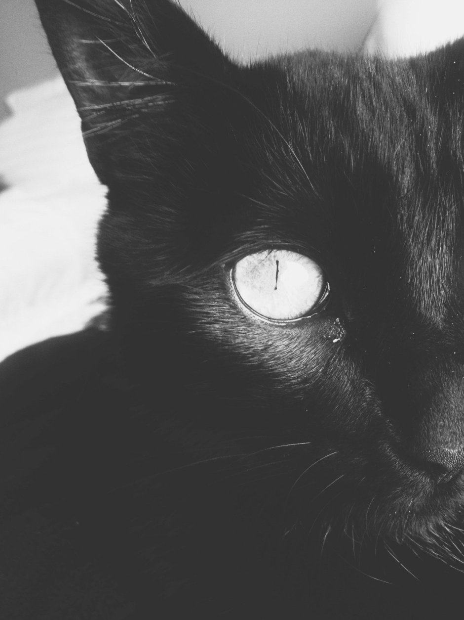 Черный кот Эстетика