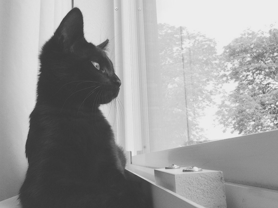 Коты Готика
