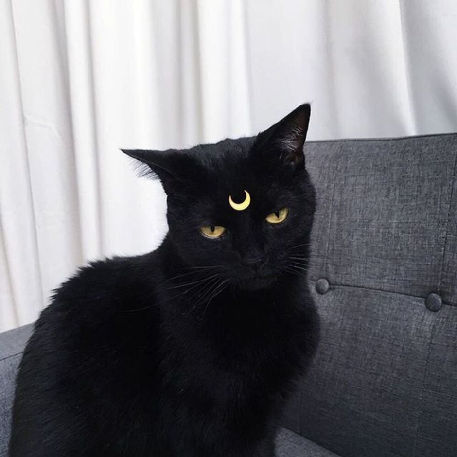 Черный котик Эстетика