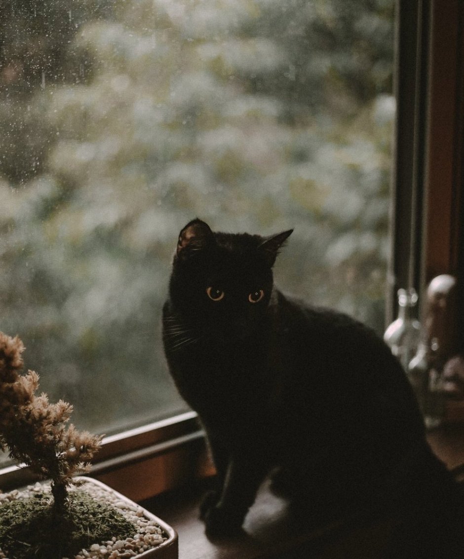 Котики на рабочий стол Эстетика
