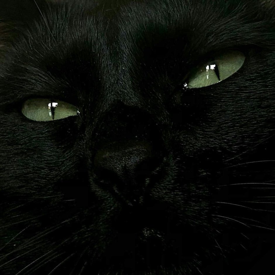 Черный котенок Эстетика