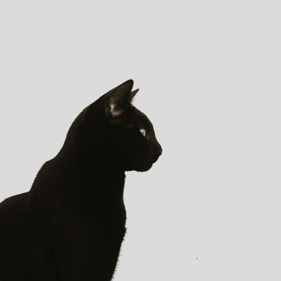 Бомбейская кошка профиль