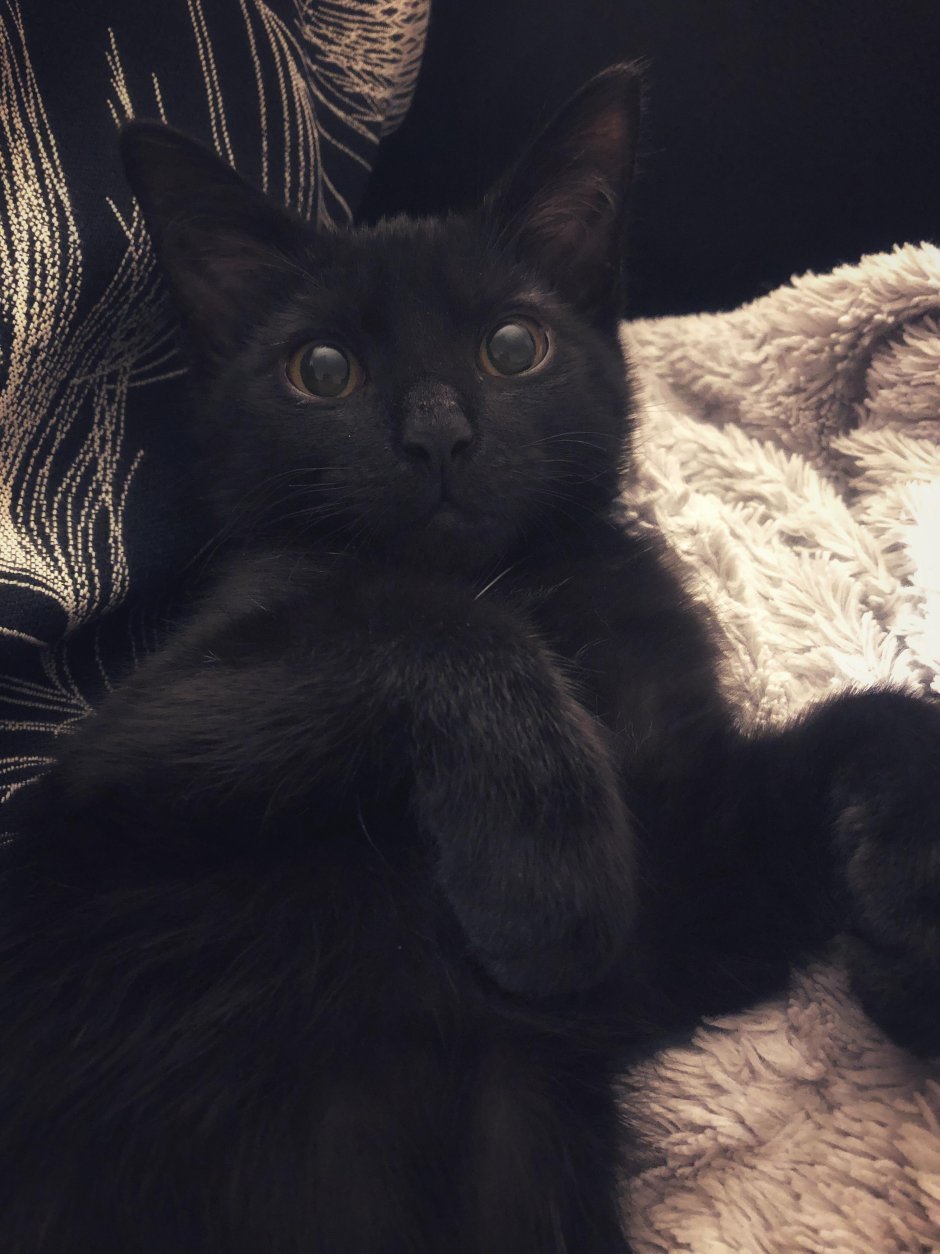 Черный котик Эстетика