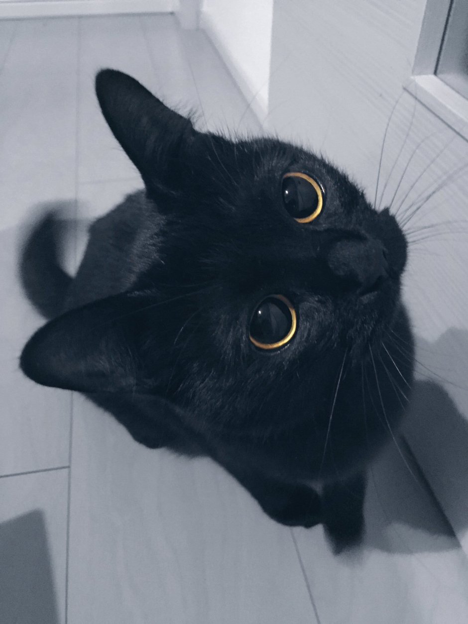 Черный кот эстетика