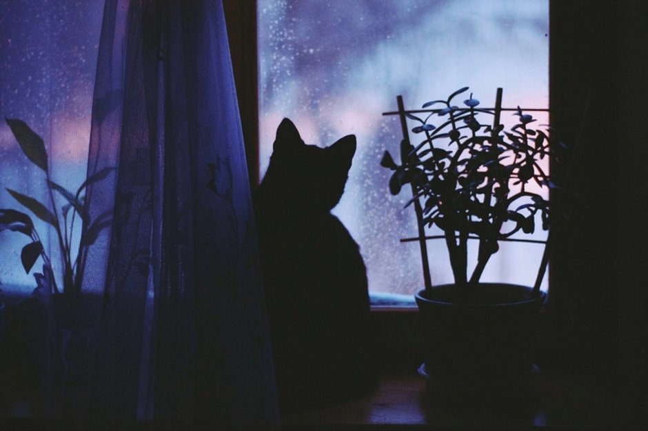 Котики для эстетики