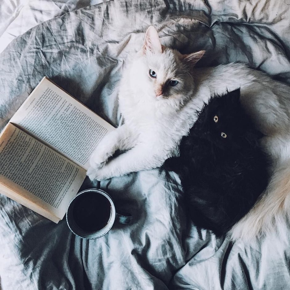 Рассвет и кот