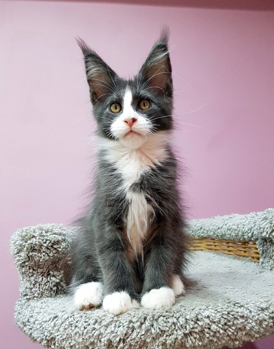 Котята Мейн кун биколор