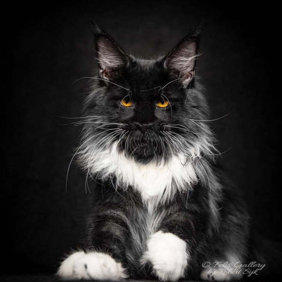 Кот Мейн кун черно белый