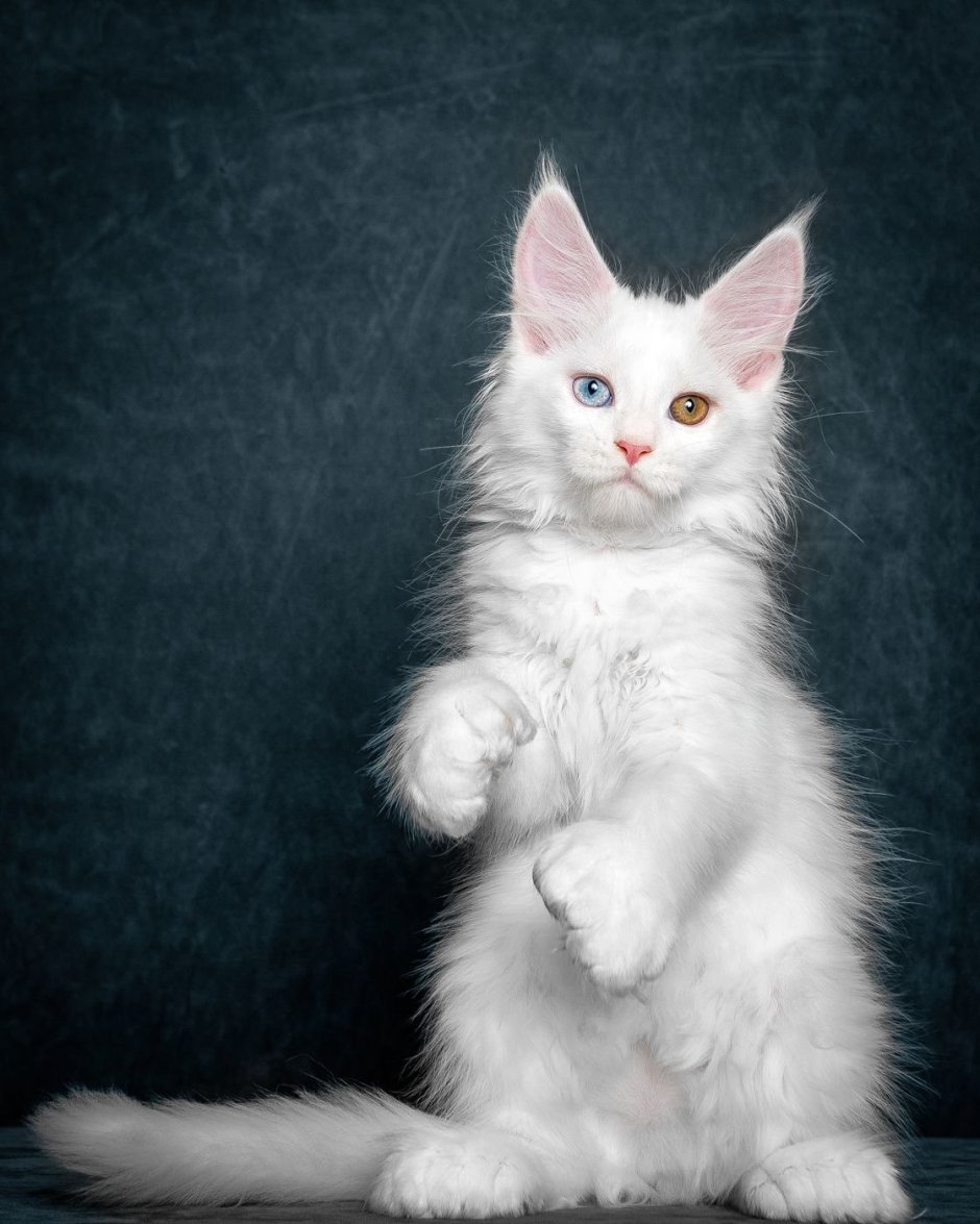 Котик на темном фоне