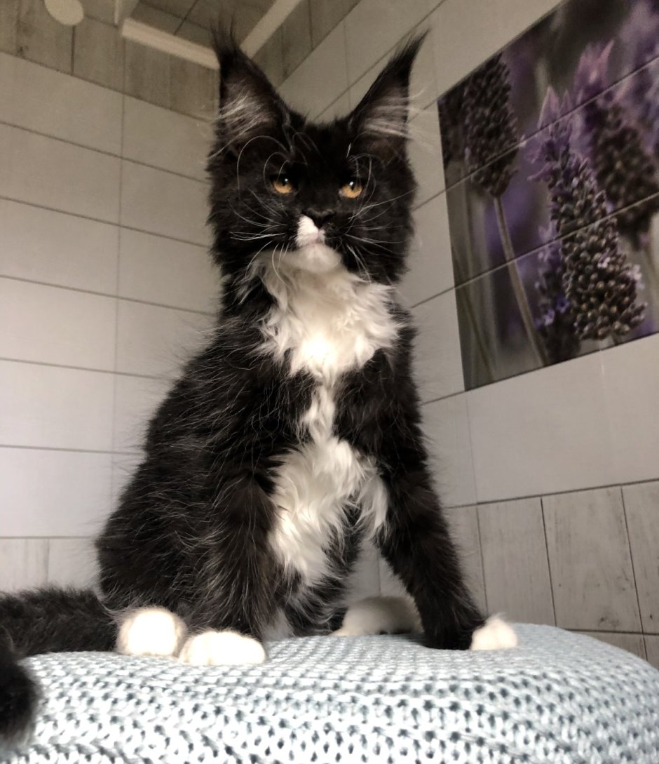 Котята Мейн кун бело чёрные