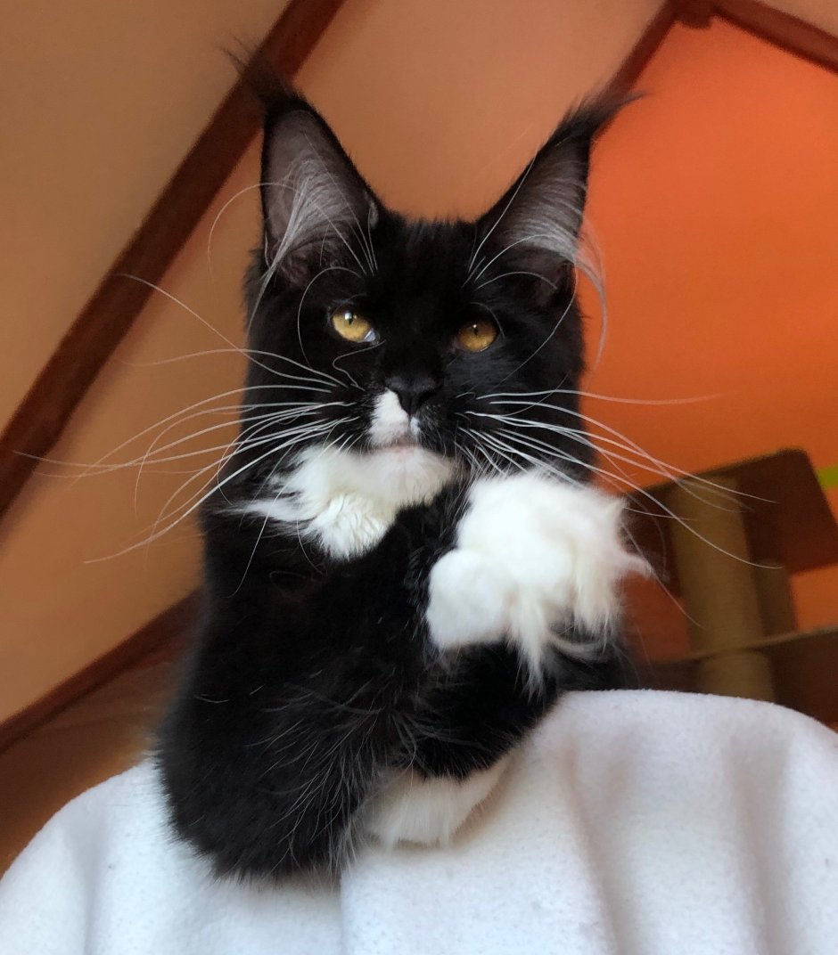 Майкуна чёрный котёнок милый