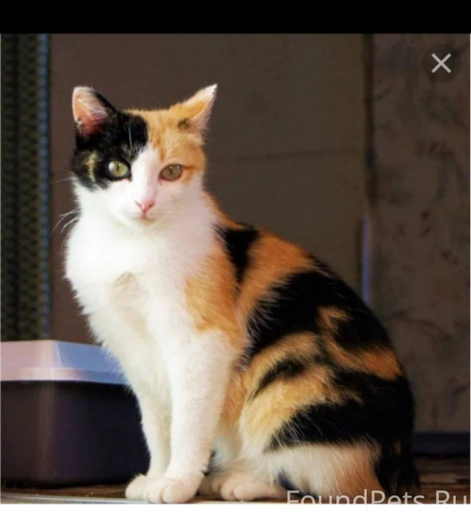 Муська кошка трехцветная