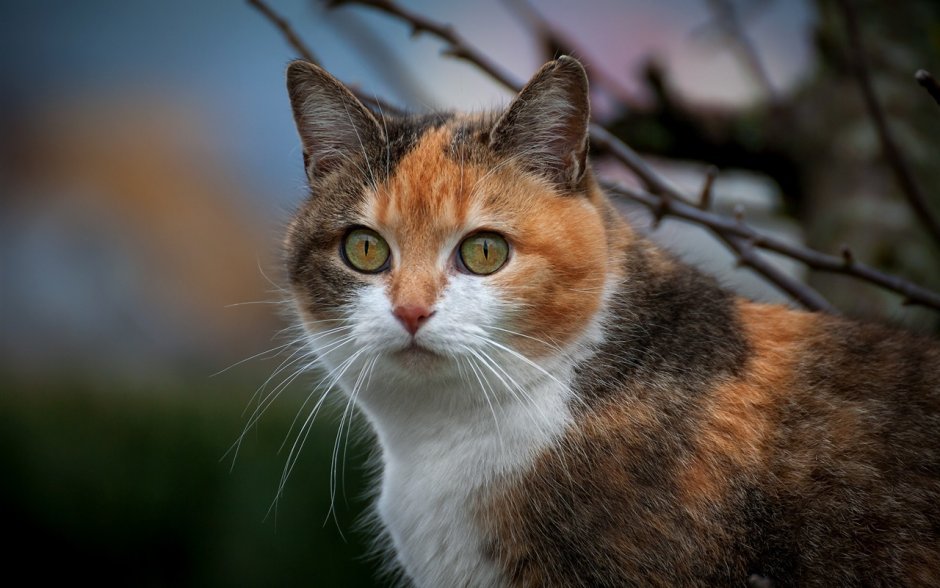 Трехцветная уличная кошка