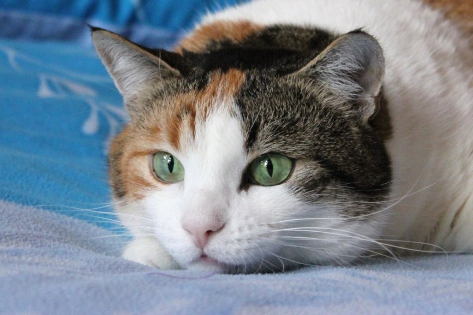 Трёхцветная кошка