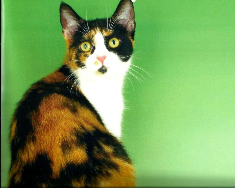 Куки кот или кошка