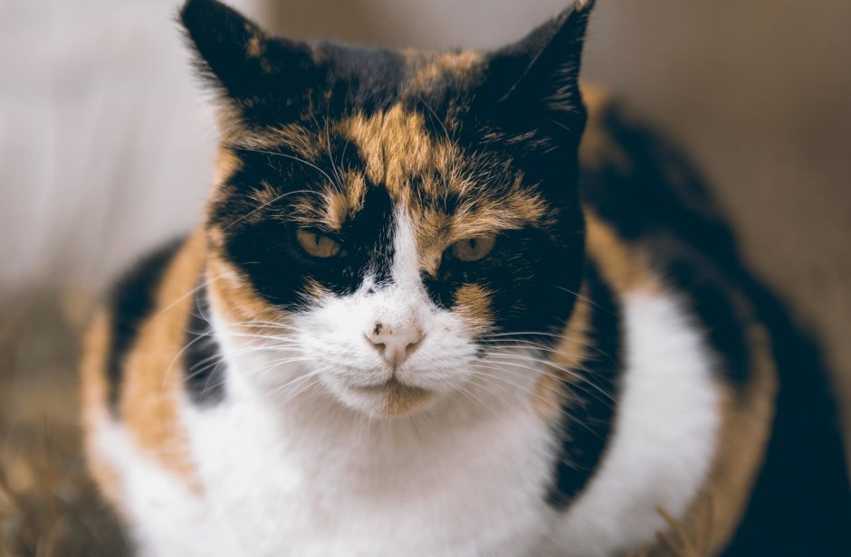 Трёхцветная кошка
