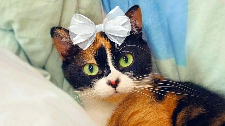 Калико ситцевая кошка