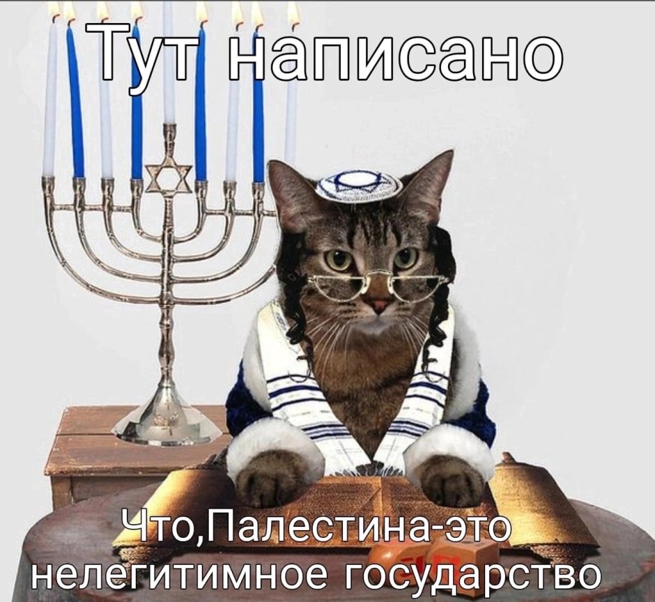 Кот иудей