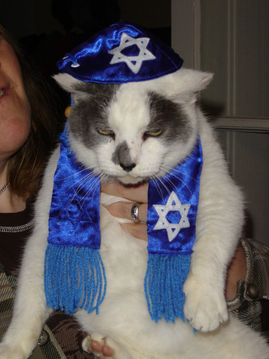Коты евреи
