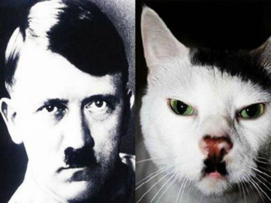 Кот Адольф Гитлер