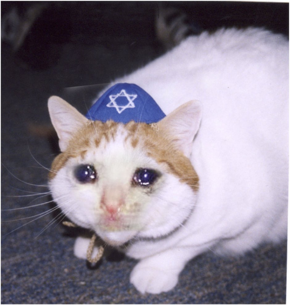 Еврейский кот