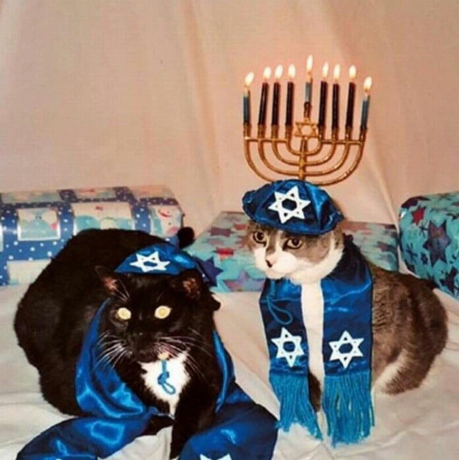 Кот еврей