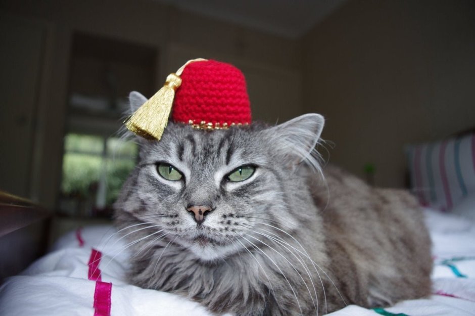 Котейка в тюбетейке