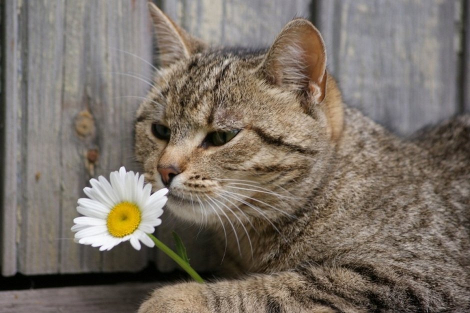 Кот и цветы