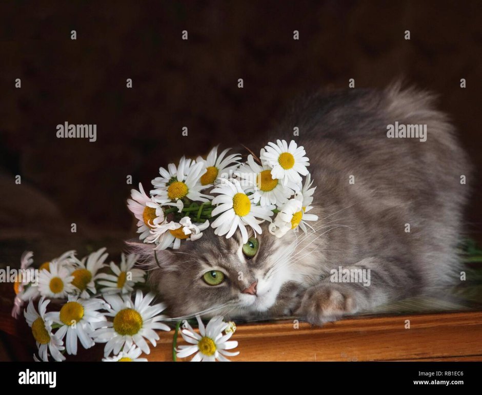 Букет ромашек и котик