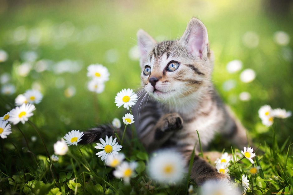 Котята на природе