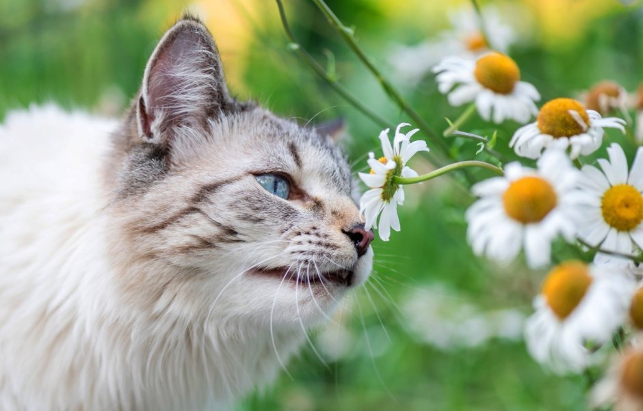 Коты и лето
