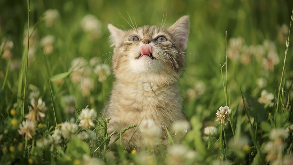 Котики на природе летом