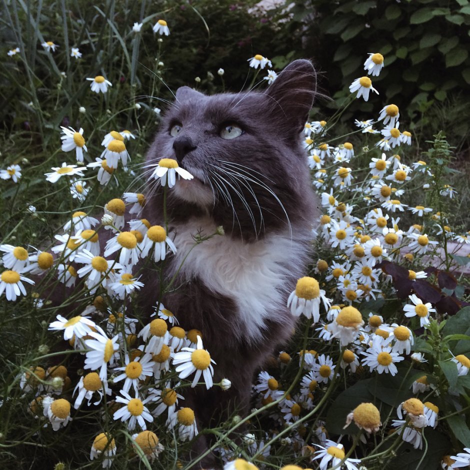 Коты в ромашках