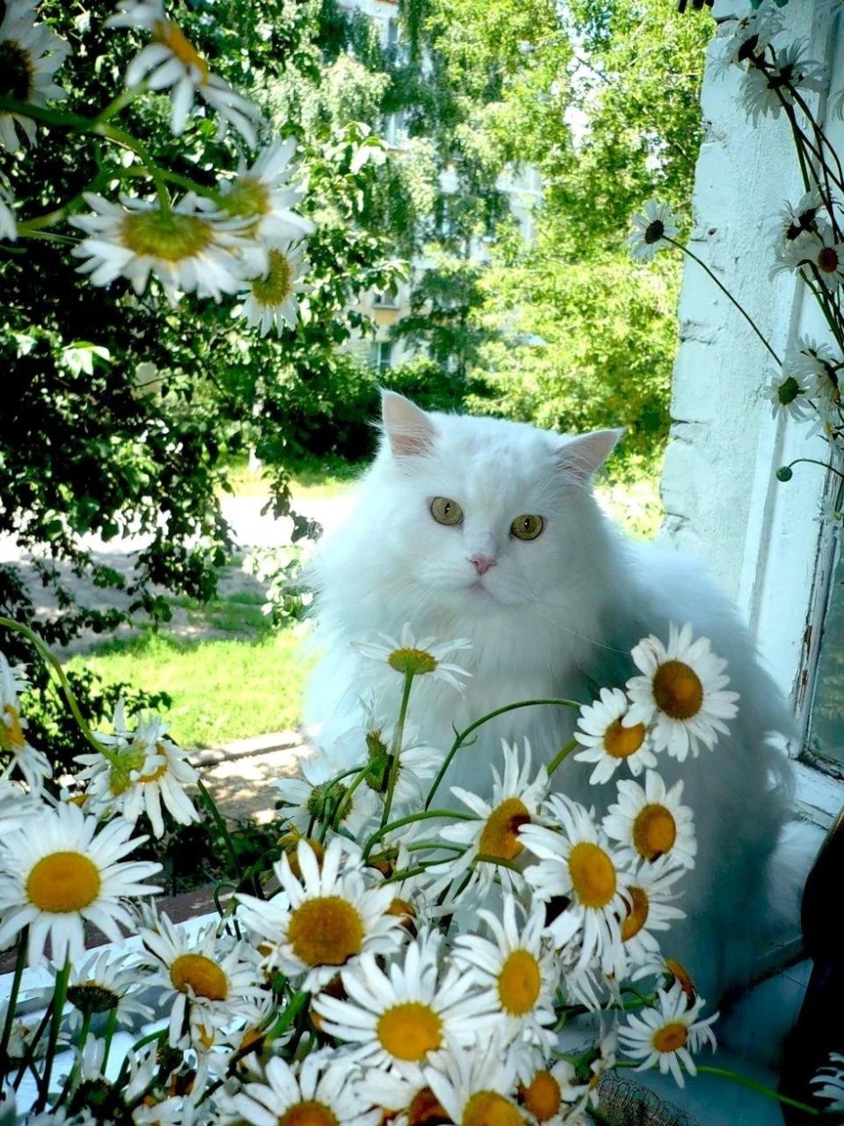 Белые котята в ромашках