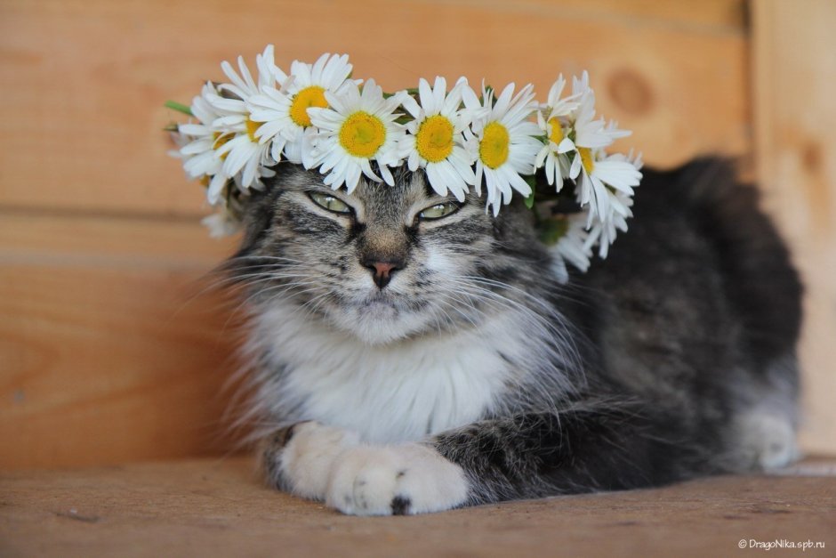 Кошечка в веночке