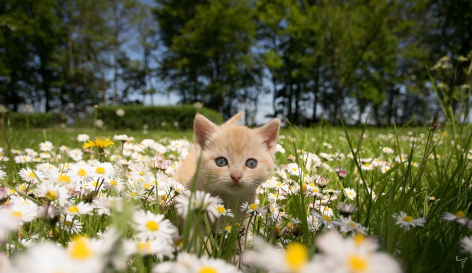 Котенок в ромашках