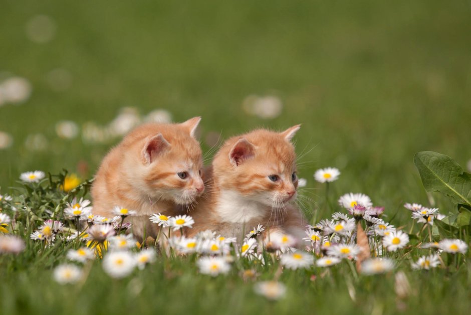 Котенок в ромашках