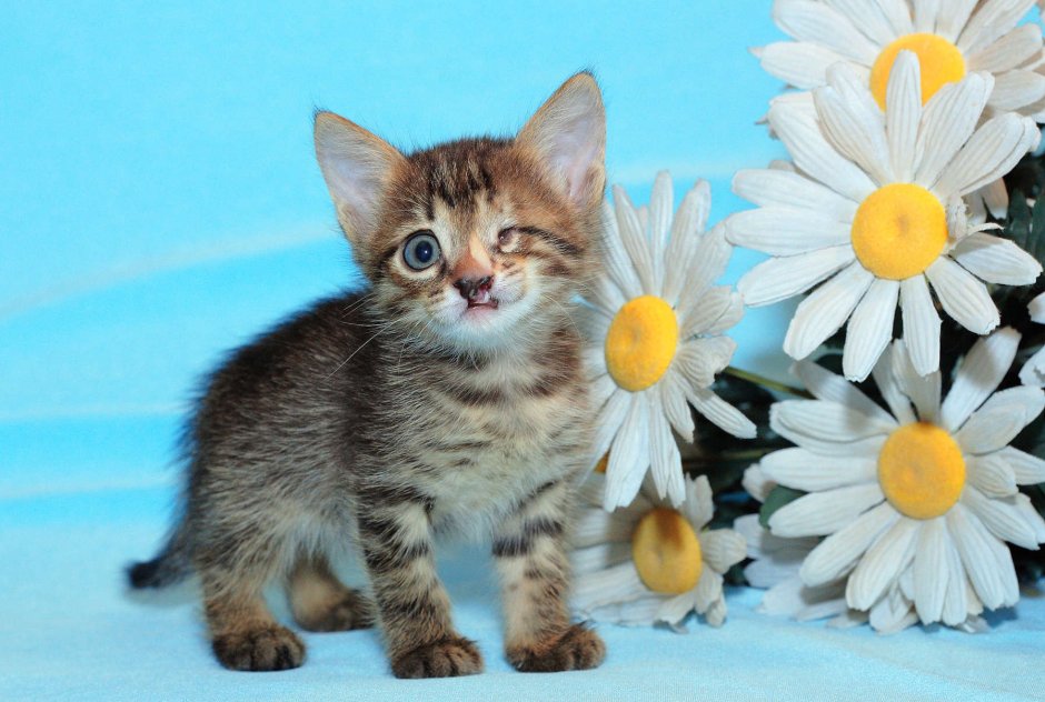 Маленький котенок