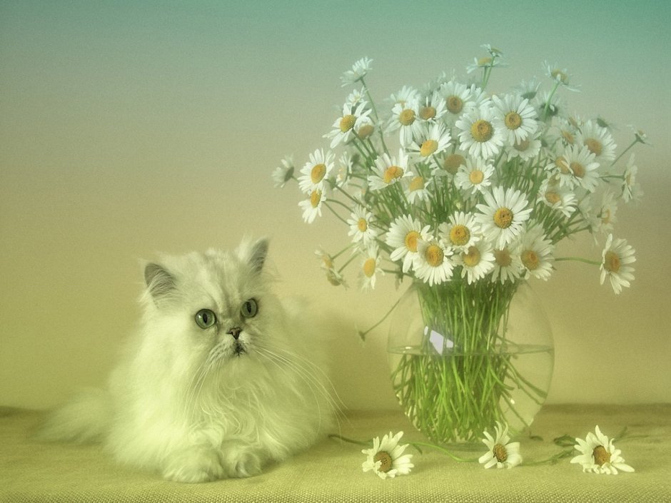 Кот в ромашках