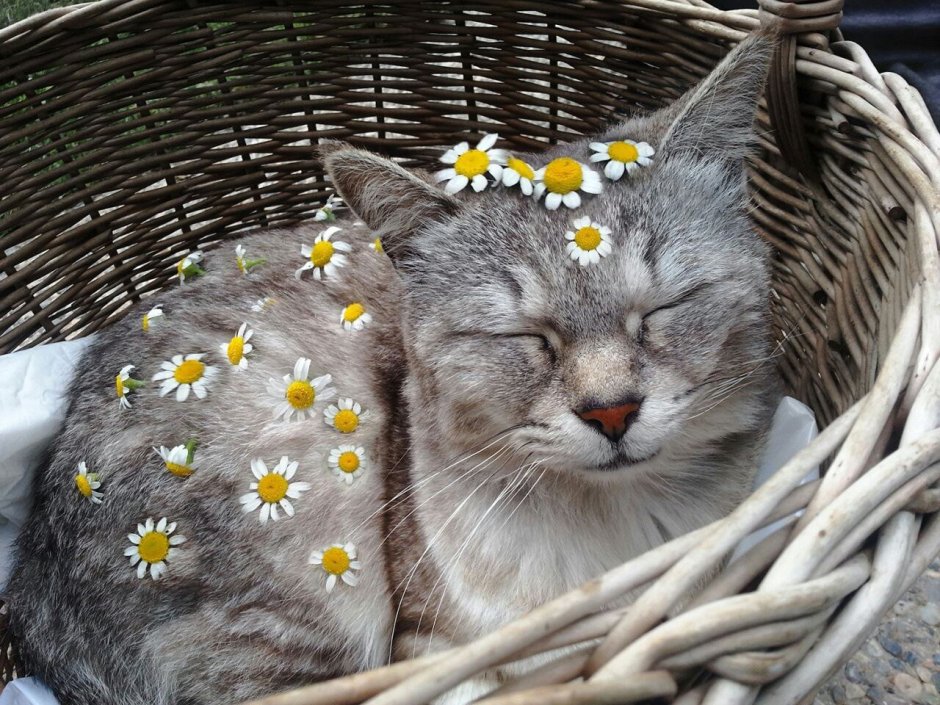 Смешные коты Эстетика