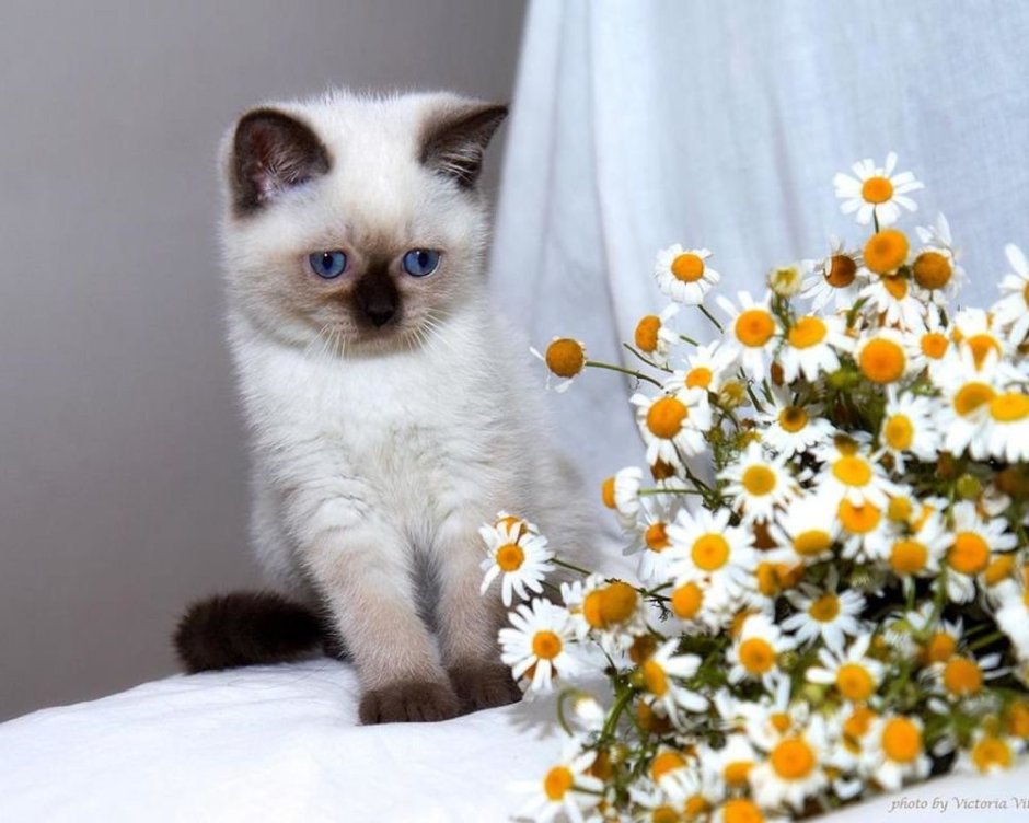 Котенок в ромашках