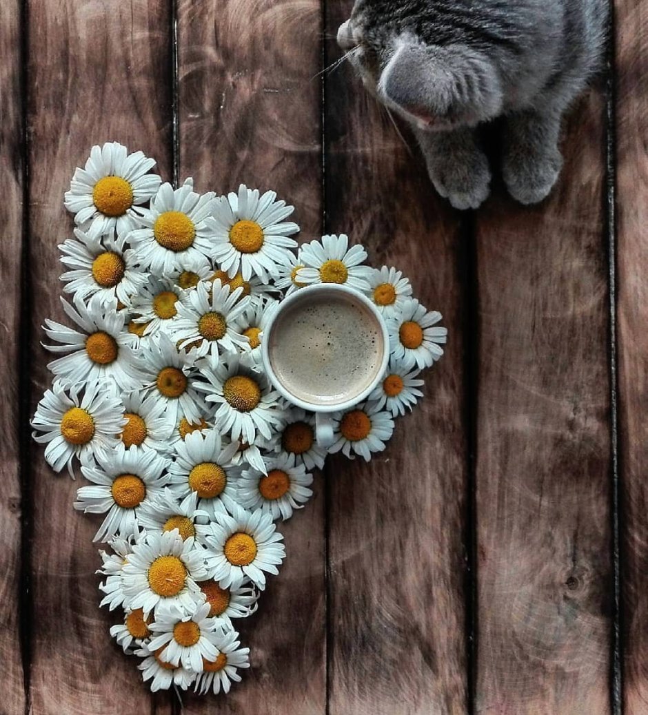 Котики лето