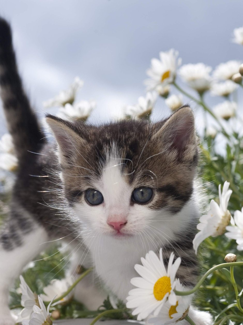 Кошка в ромашках